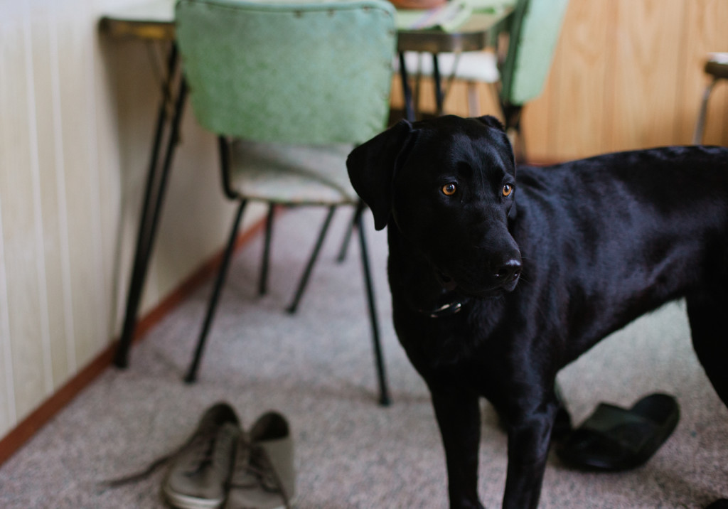 Puppy at a wedding - Amanda Douglas Events